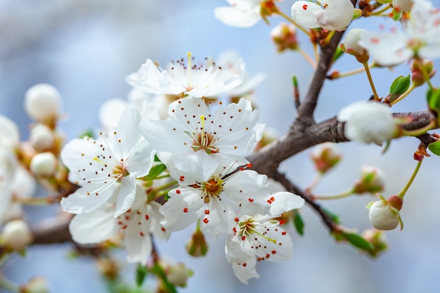 Bloeiende tak van wilde pruimen. Wilde pruimen bloeien in de lente. Natuur