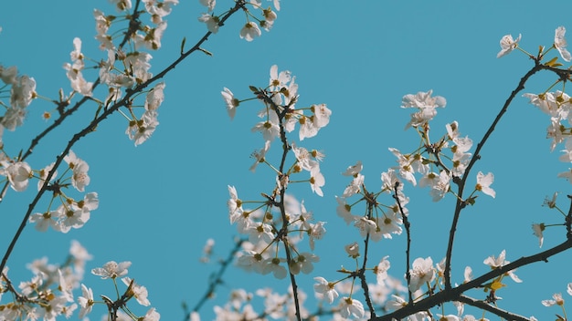 Bloeiende tak witte bloeiende kersenbloesems tak van de boom met kleine witte bloemen in bloei