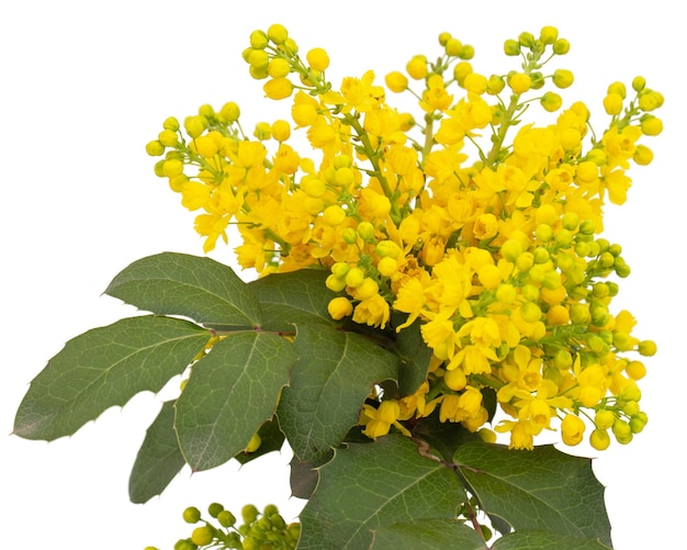 Bloeiende takje van Mahonia lat Mahonia aquifolium groenblijvende plant geïsoleerd op witte achtergrond