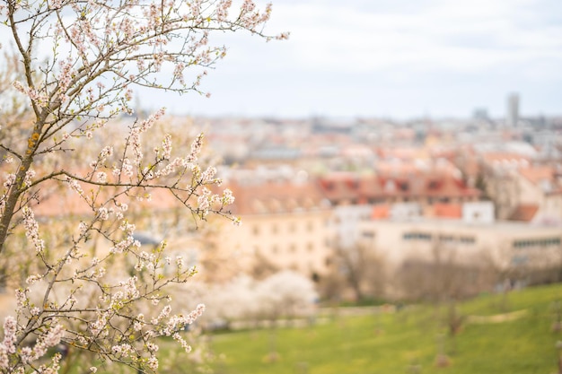 Bloeiende takken bedekten bloemen pittoresk stadsgezicht praag in de lente bloeiend appelpark p