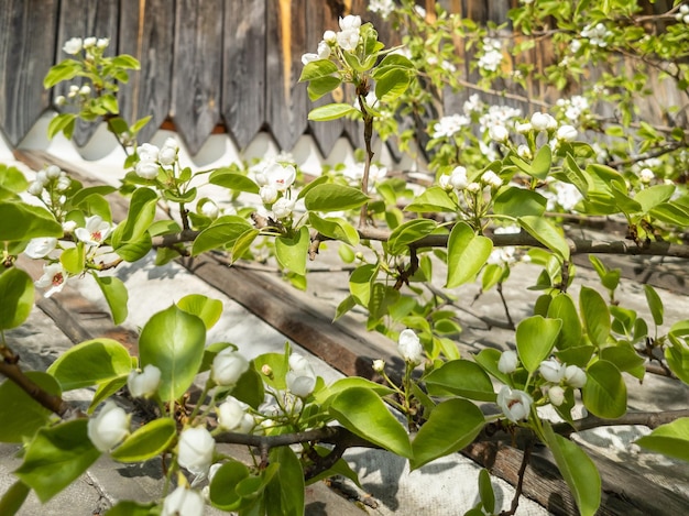 Foto bloeiende takken van appelbomen close-up witte bloemen van bloeiende appel- en perenbomen in de lente
