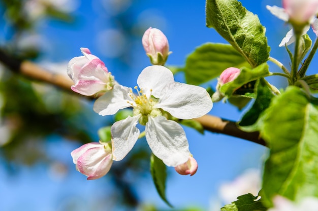 Bloeiende takken van de appelboom op de lente