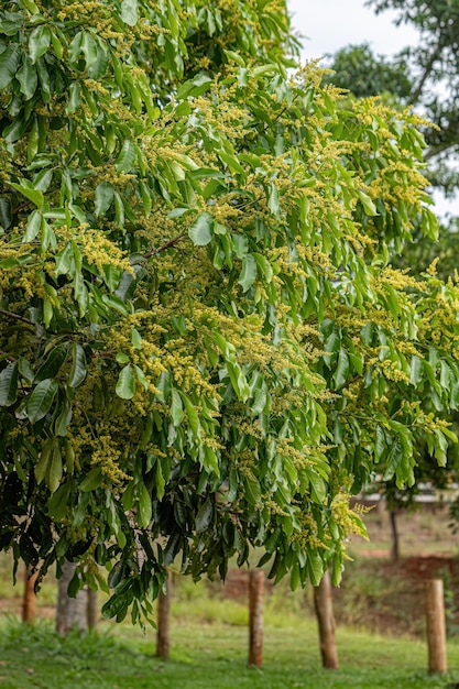 Foto bloeiende takken van de mangoboom