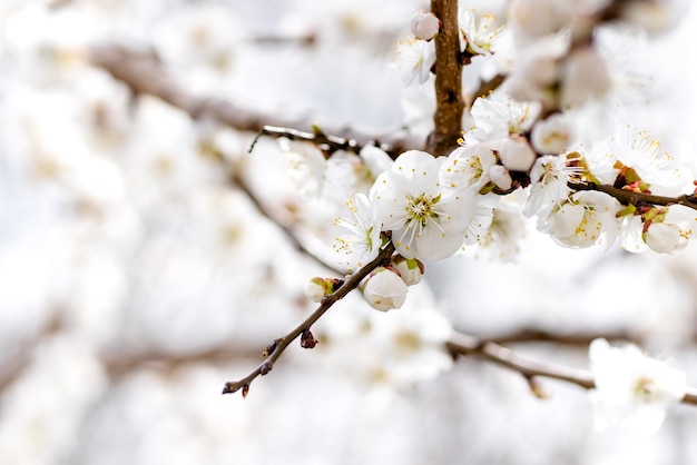 bloeiende takken van een fruitboom tegen de lucht fruitoogst bestuiving van bloemen