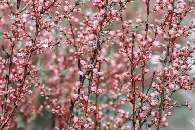 Bloeiende takken van kersenboom na regen Bomen bloeien in de lente Bloemen op onscherpe achtergrond