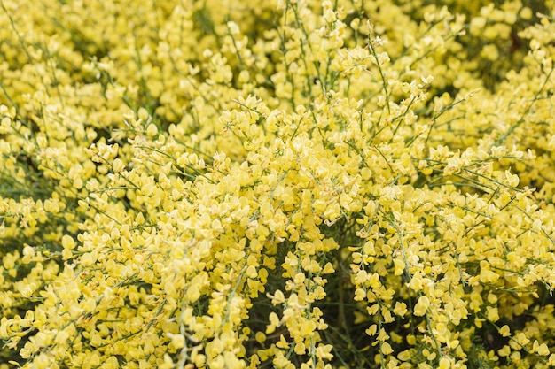 Bloeiende takken van Schotse bezem Lente achtergrond met gele bloeiende planten