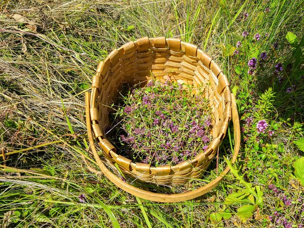 Bloeiende tijm in een mand op weide in de zonnige dag. Thymus serpyllum planten voor kruidenthee.