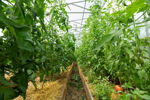 Bloeiende tomatenspruiten in een kas in de zomer