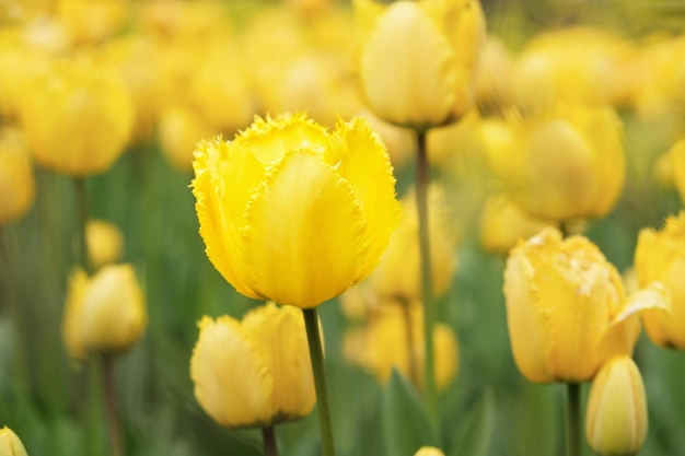 Bloeiende toppen van gele tulpen geplant in de grond Stadsbloembed met tulpen