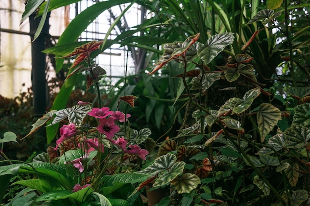 bloeiende tropische planten in de grote kas