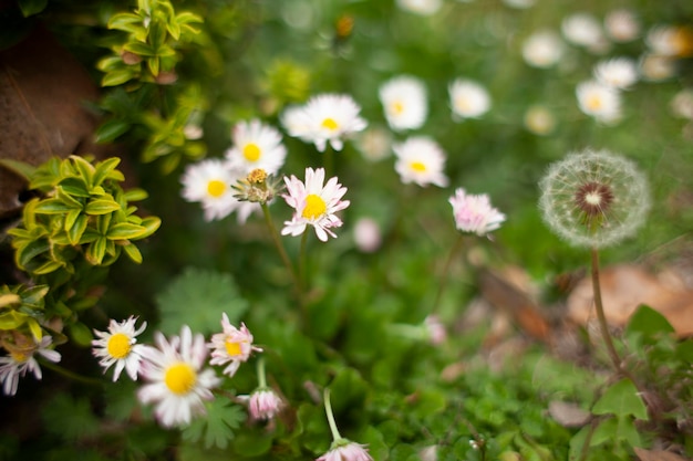 Bloeiende tuin in het voorjaar met madeliefjes Selectieve focus afbeelding