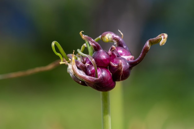 Bloeiende tuin knoflook op een zomer zonnige dag macrofotografie.