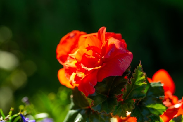 Bloeiende tuin roze bloem met oranje bloemblaadjes macrofotografie op een zonnige zomerdag.