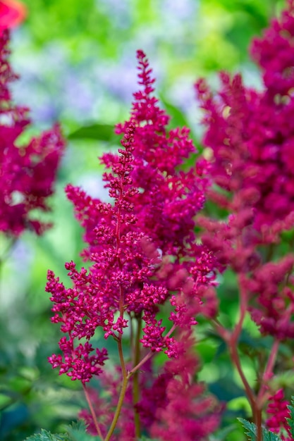 Bloeiende tuinbloem van Astilbe met rode bloemblaadjes macrofotografie op een zomerdag