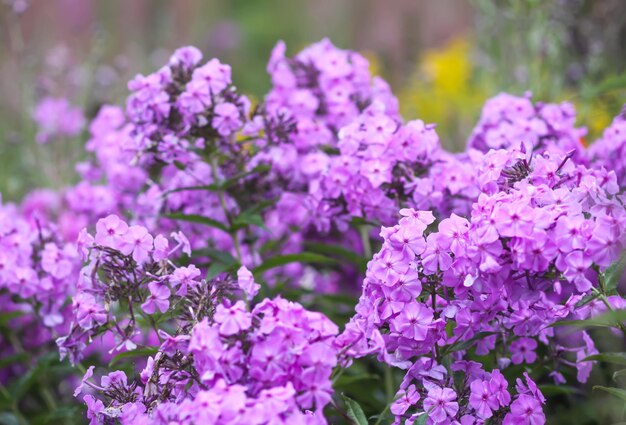 Bloeiende tuinbloemen Decoratieve planten