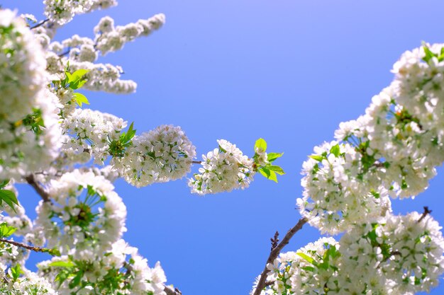 Bloeiende tuinen in het voorjaar. Witte kersenbloemen op takken tegen een heldere blauwe hemel op een zonnige dag.