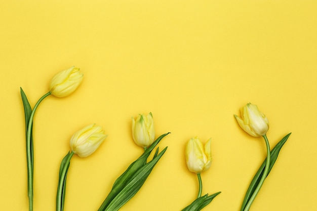 Bloeiende tulp bloemen op gele achtergrond. boeket bloemen als lentegeschenk voor vrouwen of moederdag. uitzicht van boven.