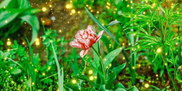 Bloeiende tulpen groeien in de tuin Voorjaars tuinieren buiten co