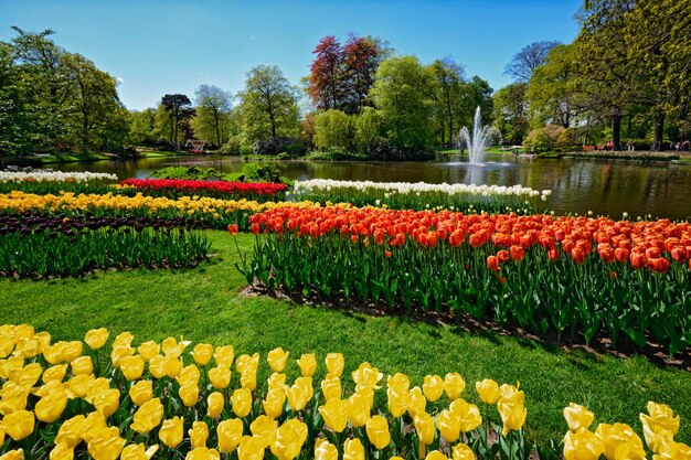 Bloeiende tulpen in de bloementuin van Keukenhof in Nederland