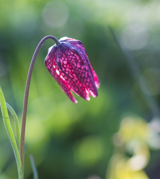 Bloeiende tulpen in de botanische tuin