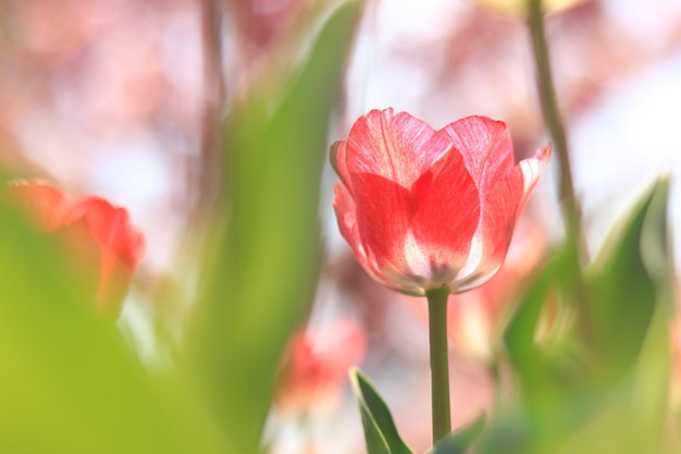 Bloeiende tulpen in de parken Close-up shot