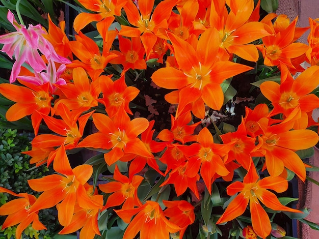 Bloeiende tulpen in de tuin