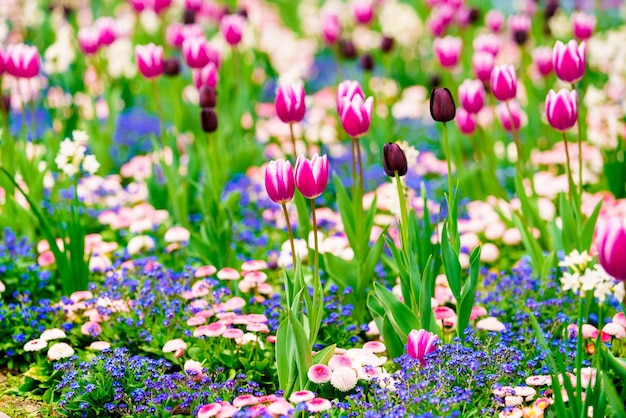 Bloeiende tulpen in de vroege ochtendzon