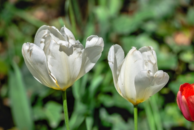 Bloeiende tulpen in het Kropyvnytskyi arboretum op een zonnige lentedag