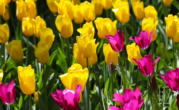 bloeiende tulpen lente achtergrond Gele en roze tulpen op een gazon in de lente