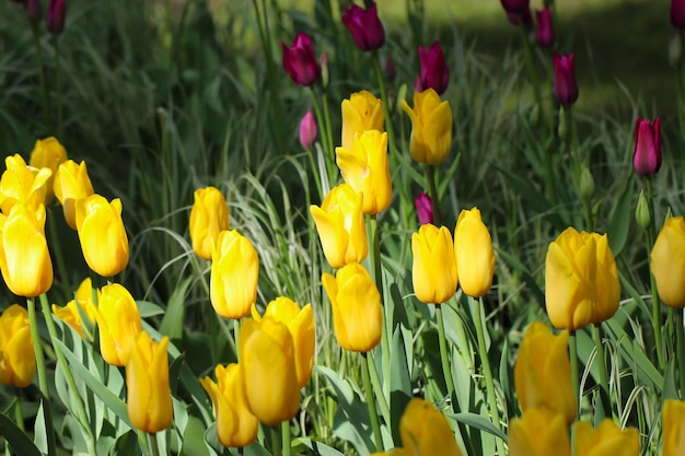 bloeiende tulpen lente achtergrond groot formaat gele tulpen op een gazon in de lente