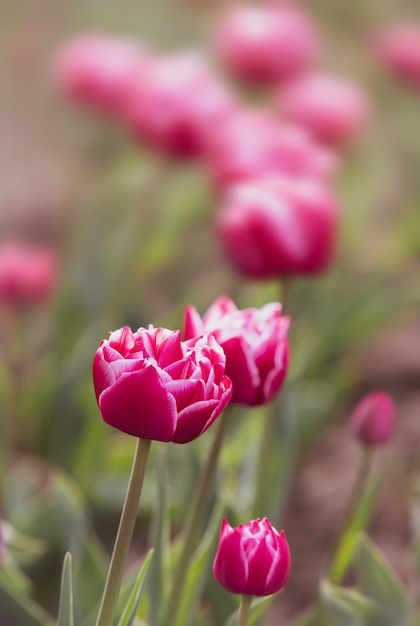 Bloeiende tulpen lente