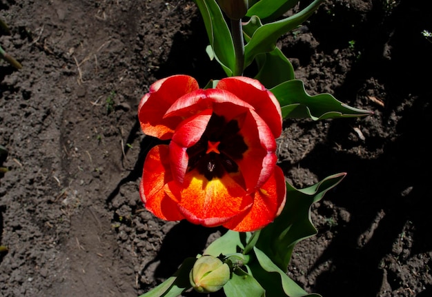 bloeiende tulpen planten van rode bollen tulpen