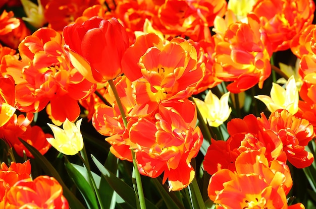 Foto bloeiende tulpen van rode en gele kleur in het stadspark