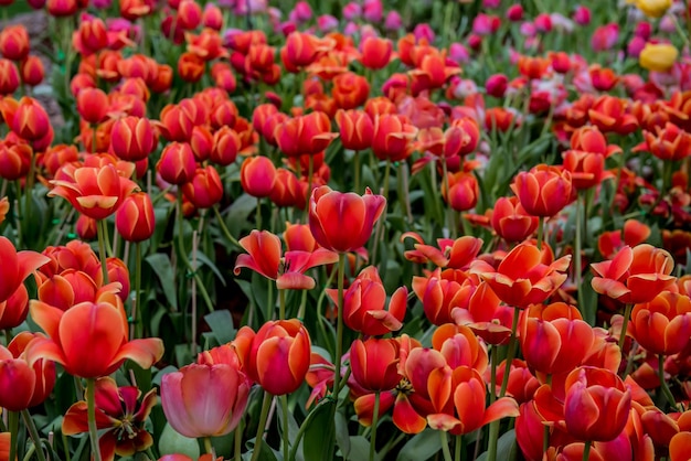 bloeiende tulpenbloem in de tuin