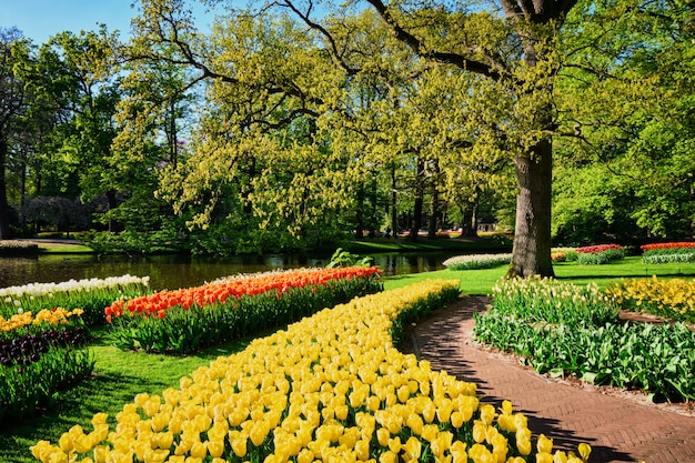 Bloeiende tulpenbloembedden in Keukenhof-bloementuin, Nederland