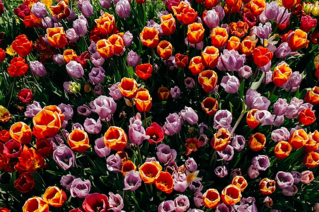 Foto bloeiende tulpenbloemen als bloemenplantachtergrond