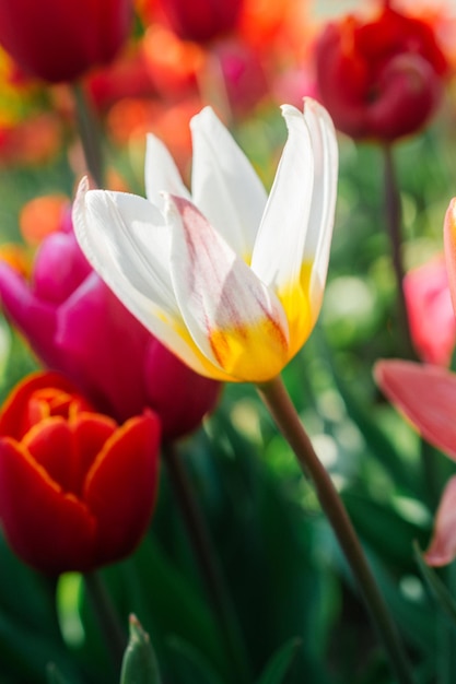 Bloeiende tulpenbloemen in de lente als bloemenachtergrond