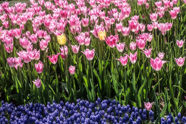 Bloeiende tulpenbloemen in het voorjaar als bloemachtige achtergrond