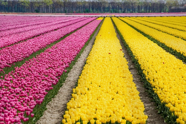 Foto bloeiende tulpenveld in nederland typisch nederlands landschap kleurrijke voorjaarsbloemen