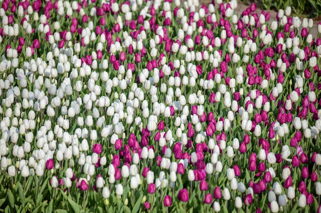 Bloeiende tulpenvelden op een bloembed, bloemen in verschillende kleuren, natuurlijke achtergrond of textuur