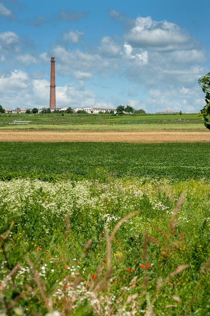 Bloeiende veldgrens in de vroege zomerplant aan de horizon in focus