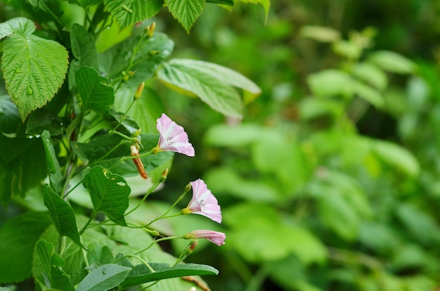 Bloeiende veldwinde Convolvulus arvensis in een tuin