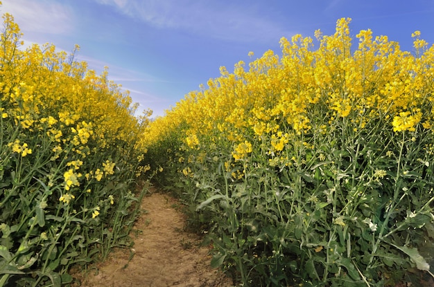 Bloeiende verkrachting in een veld