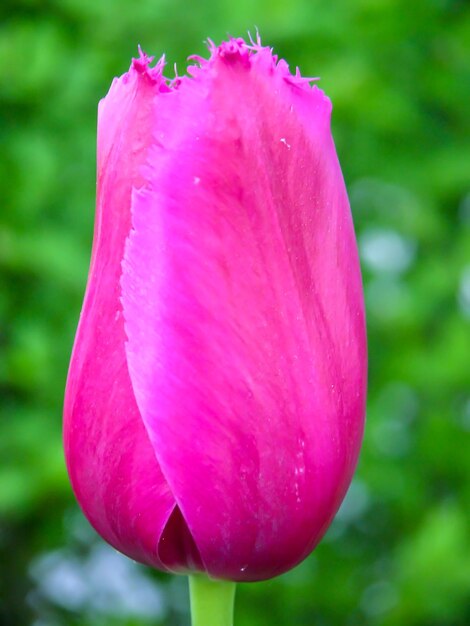 Bloeiende vers gekleurde bloem