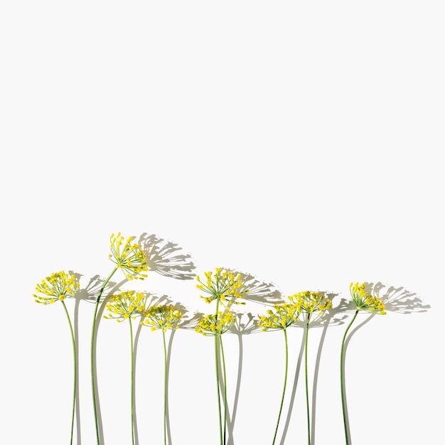 Foto bloeiende verse dille natuur paraplu bloemen van kruid dille geïsoleerd op wit esthetisch ontwerp kaart