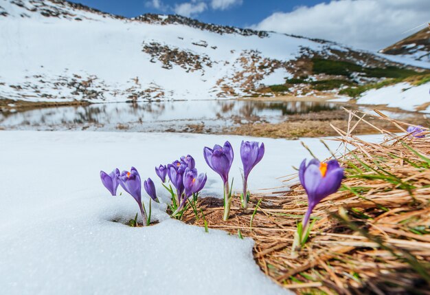 Bloeiende violette krokussen in bergen. Karpaten, Oekraïne, Europa