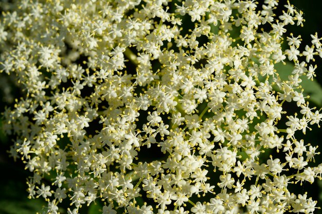 Bloeiende vlierbessen bloeiwijze van een boom close-up shot