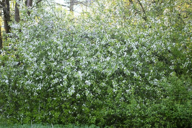 Bloeiende vogelkersboom in het voorjaarsbos.