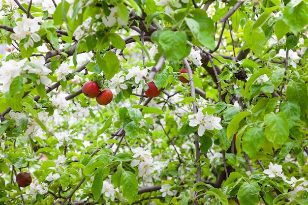 Foto bloeiende voorjaarsappelboom waaraan appels hangen van vorig jaar