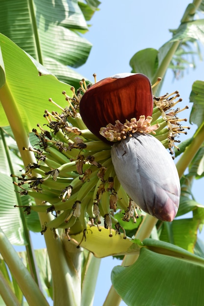 Bloeiende vruchten van een bananenboom in het zomerseizoen